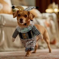 Frisco Front Walking Glitter Clown Dog & Cat Costume 18 Frisco Front Walking Glitter Clown Dog & Cat Costume -Blue Buffalo Shop 707542 PT7. AC SS1800 V1689278717