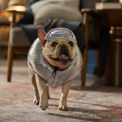 Frisco Disco Ball Dog & Cat Costume 16 Frisco Disco Ball Dog & Cat Costume -Blue Buffalo Shop 707934 PT7. AC SS1800 V1689271312