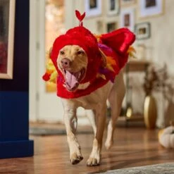 Frisco Flying Phoenix Dog & Cat Costume -Blue Buffalo Shop 708150 PT7. AC SS1800 V1689343869