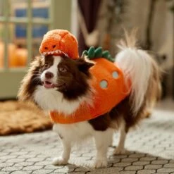 Frisco Furry Dinosaur Dog & Cat Costume -Blue Buffalo Shop 708190 PT7. AC SS1800 V1689278373