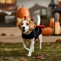 Frisco Glittered Ladybug Dog & Cat Costume -Blue Buffalo Shop 708254 PT7. AC SS1800 V1689354959