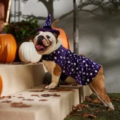 Frisco Cosmic Witch Dog & Cat Costume 14 Frisco Cosmic Witch Dog & Cat Costume -Blue Buffalo Shop 708982 PT7. AC SS1800 V1689350987