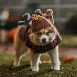 Frisco Squirrels & Nuts Ride-On Dog & Cat Costume 12 Frisco Squirrels & Nuts Ride-On Dog & Cat Costume -Blue Buffalo Shop 709422 PT7. AC SS1800 V1689270909