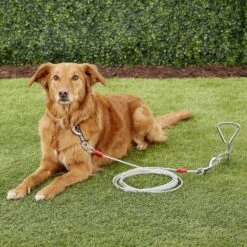 Aspen Pet X-Large Tie-Out Cable 7 Aspen Pet X-Large Tie-Out Cable -Blue Buffalo Shop 71080 PT8. AC SS1800 V1522186397