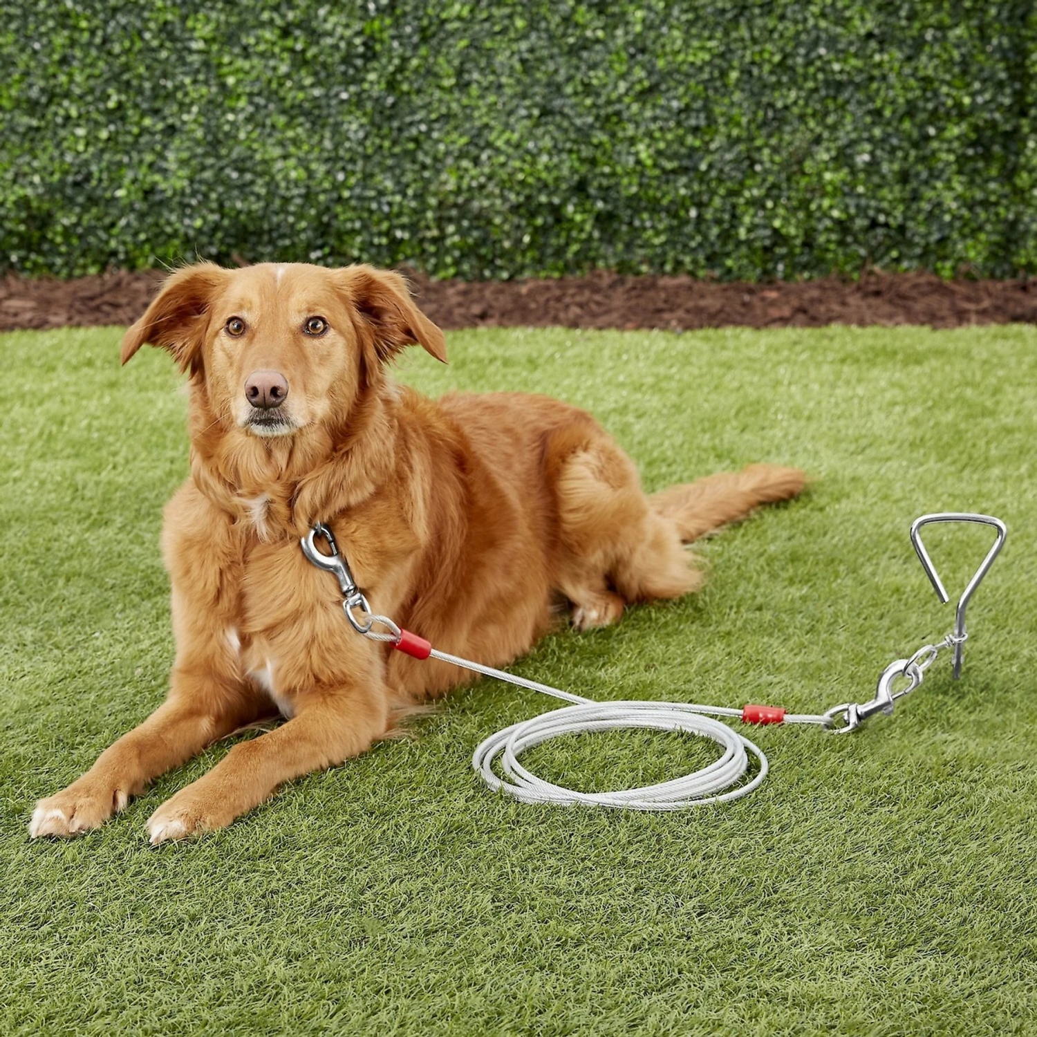 Aspen Pet X-Large Tie-Out Cable 5 Aspen Pet X-Large Tie-Out Cable - Image 3