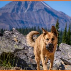 Monster K9 Dog Toys Ultra Durable Tumbler Interactive Dog Toy, Black -Blue Buffalo Shop 711342 PT3. AC SS1800 V1668809679