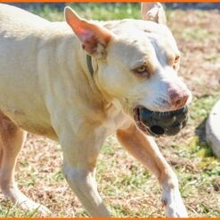 Monster K9 Dog Toys Ultra Durable Tumbler Interactive Dog Toy, Black -Blue Buffalo Shop 711342 PT5. AC SS1800 V1668809679