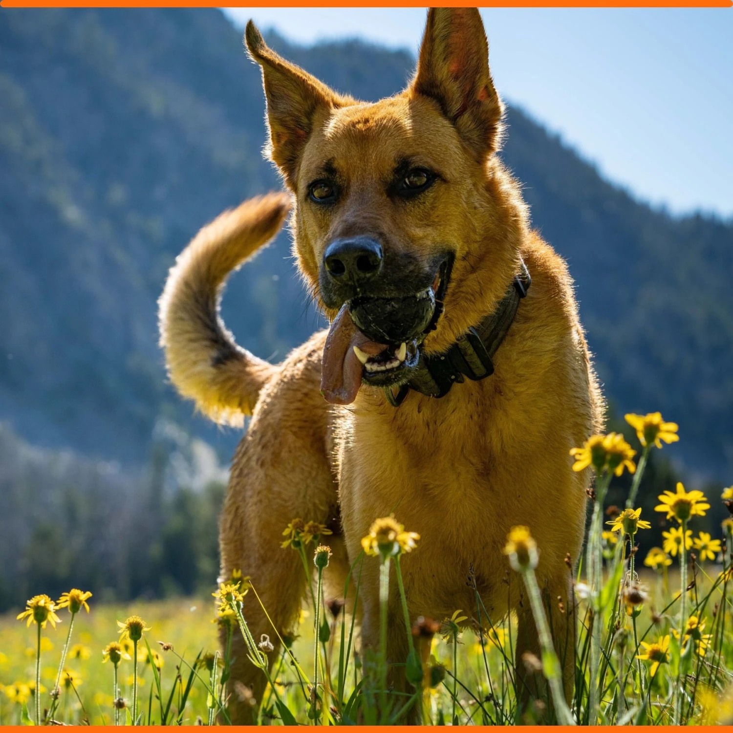 Monster K9 Dog Toys Ultra Durable Dog Ball, Black 7 Monster K9 Dog Toys Ultra Durable Dog Ball, Black - Image 5