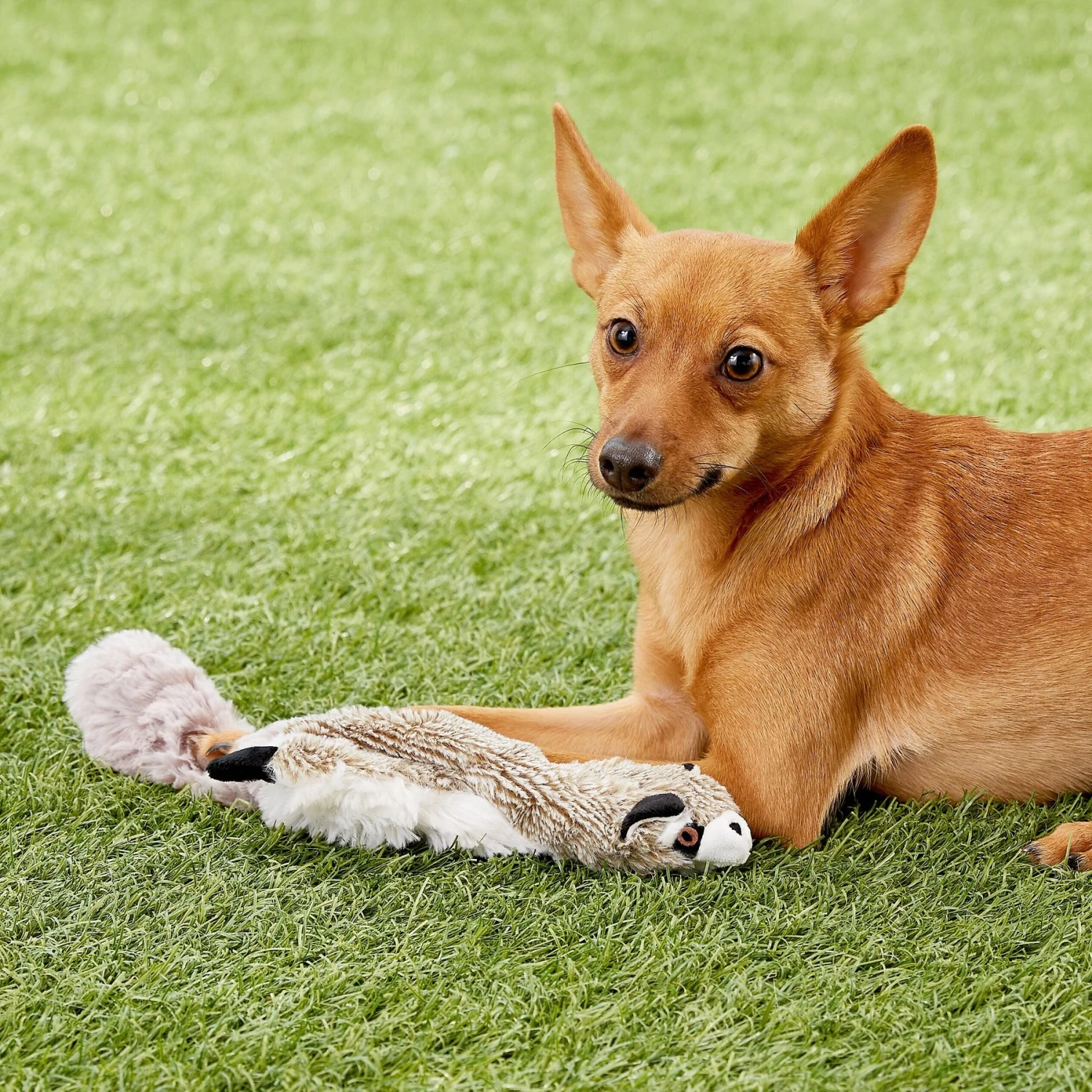 Ethical Pet Skinneeez Forest Series Raccoon Stuffing-Free Squeaky Plush Dog Toy 6 Ethical Pet Skinneeez Forest Series Raccoon Stuffing-Free Squeaky Plush Dog Toy - Image 4