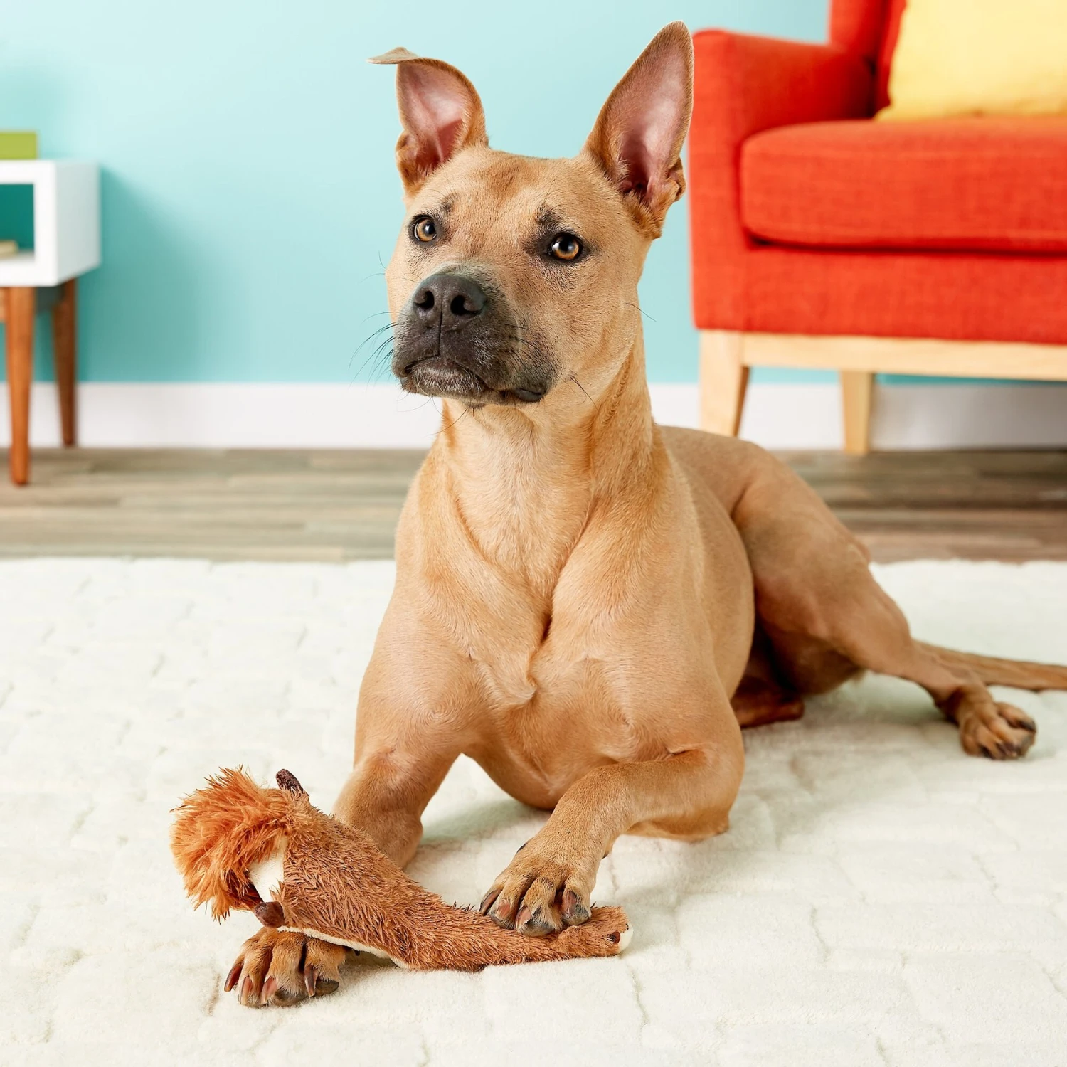 Ethical Pet Skinneeez Plus Squirrel Stuffing-Free Squeaky Plush Dog Toy 5 Ethical Pet Skinneeez Plus Squirrel Stuffing-Free Squeaky Plush Dog Toy - Image 3