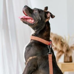 WAUDOG Re-Cotton Recycled Material Dog Leash -Blue Buffalo Shop 716190 PT4. AC SS1800 V1670013983