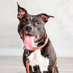 WAUDOG Re-Cotton Recycled Material Dog Leash -Blue Buffalo Shop 716190 PT5. AC SS1800 V1670015371