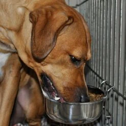 Maslow Stainless Steel Kennel Dog Bowl 7 Maslow Stainless Steel Kennel Dog Bowl -Blue Buffalo Shop 72070 PT1. AC SS1800 V1628195797