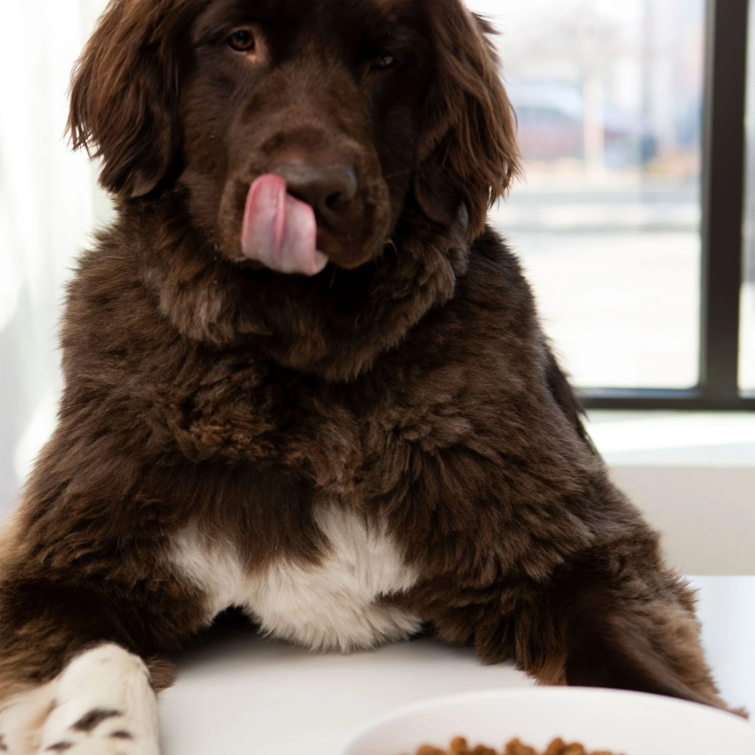 Waggo Cling Non-Skid Silicone Bottom Dog & Cat Bowl 4 Waggo Cling Non-Skid Silicone Bottom Dog & Cat Bowl - Image 2