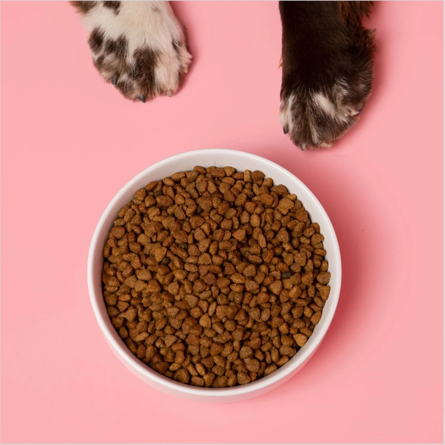 Waggo Cling Non-Skid Silicone Bottom Dog & Cat Bowl 5 Waggo Cling Non-Skid Silicone Bottom Dog & Cat Bowl - Image 3