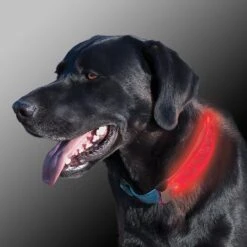 Nite Ize Nite Dawg LED Dog Collar Cover -Blue Buffalo Shop 73814 PT5. AC SS1800 V1501274186