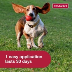 K9 Advantix II Flea & Tick Spot Treatment For Dogs, 11-20 Lbs -Blue Buffalo Shop 74396 PT5. AC SS1800 V1680187692