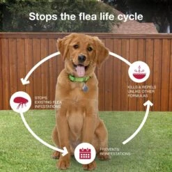 K9 Advantix II Flea & Tick Spot Treatment For Dogs, 11-20 Lbs -Blue Buffalo Shop 74396 PT6. AC SS1800 V1680188172