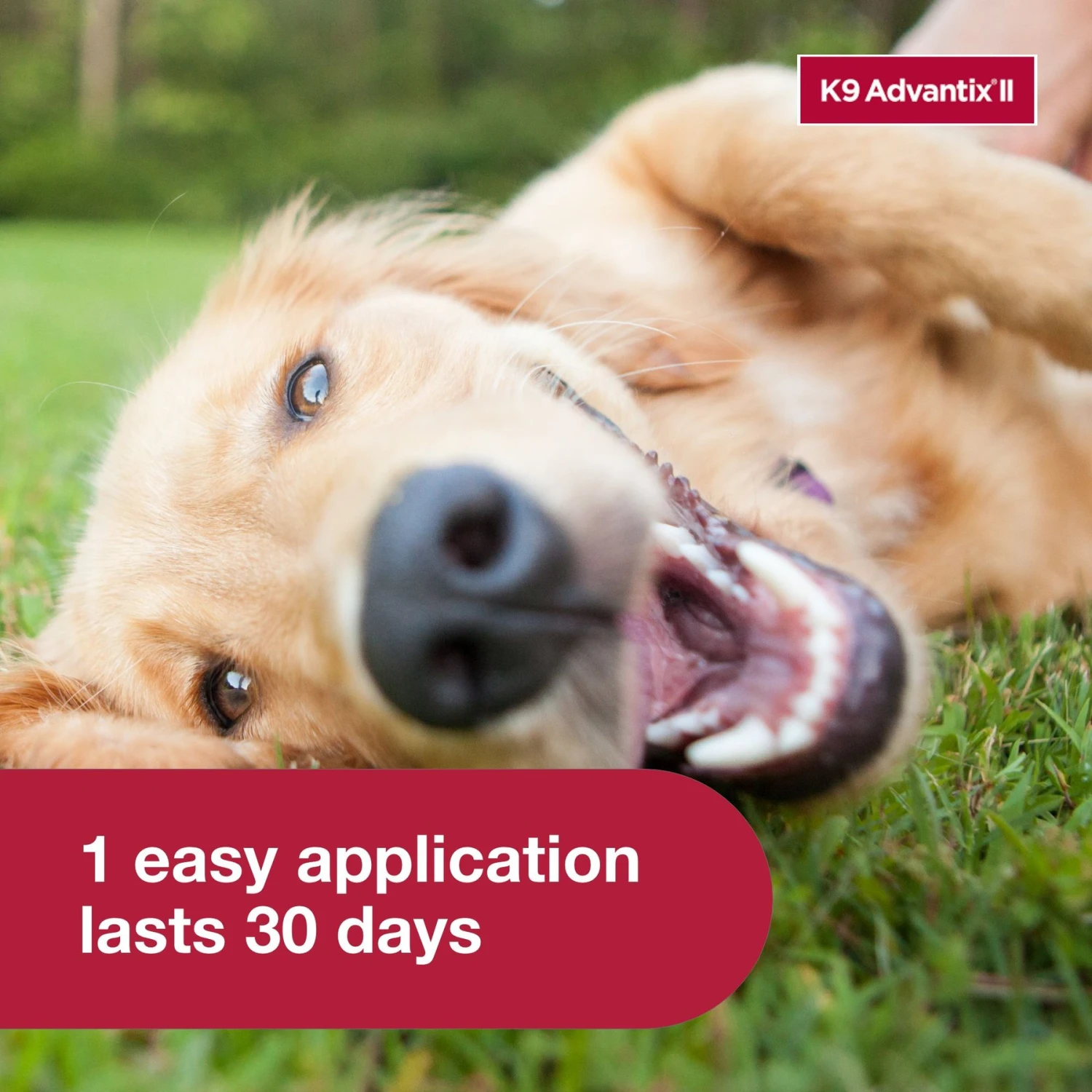 K9 Advantix II Flea & Tick Spot Treatment For Dogs, 21-55 Lbs 8 K9 Advantix II Flea & Tick Spot Treatment For Dogs, 21-55 Lbs - Image 6