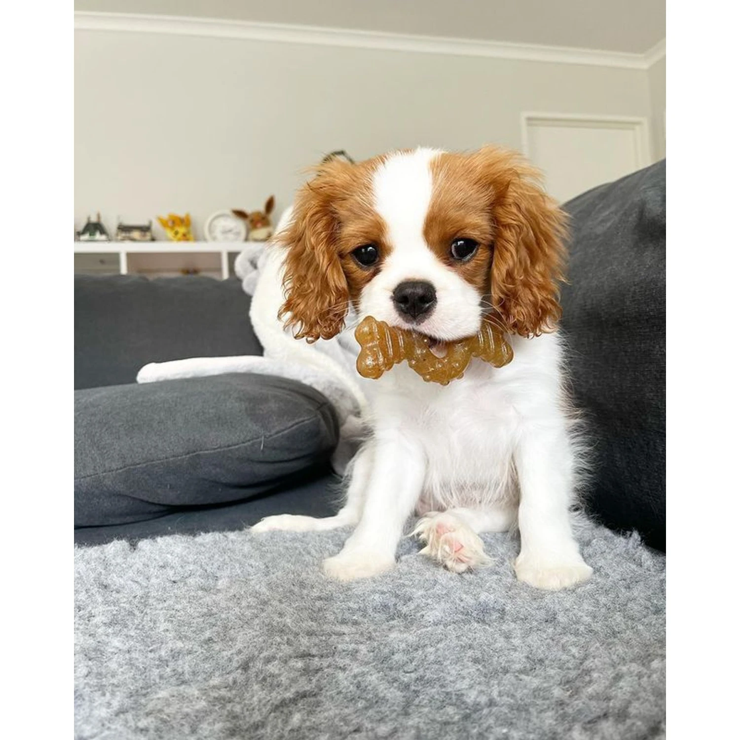 Nylabone Just For Puppies Teething Chew Ring Bone & Toy Ring Bone Twin Pack Flavor Medley & Chicken Flavor 4 Nylabone Just For Puppies Teething Chew Ring Bone & Toy Ring Bone Twin Pack Flavor Medley & Chicken Flavor - Image 2