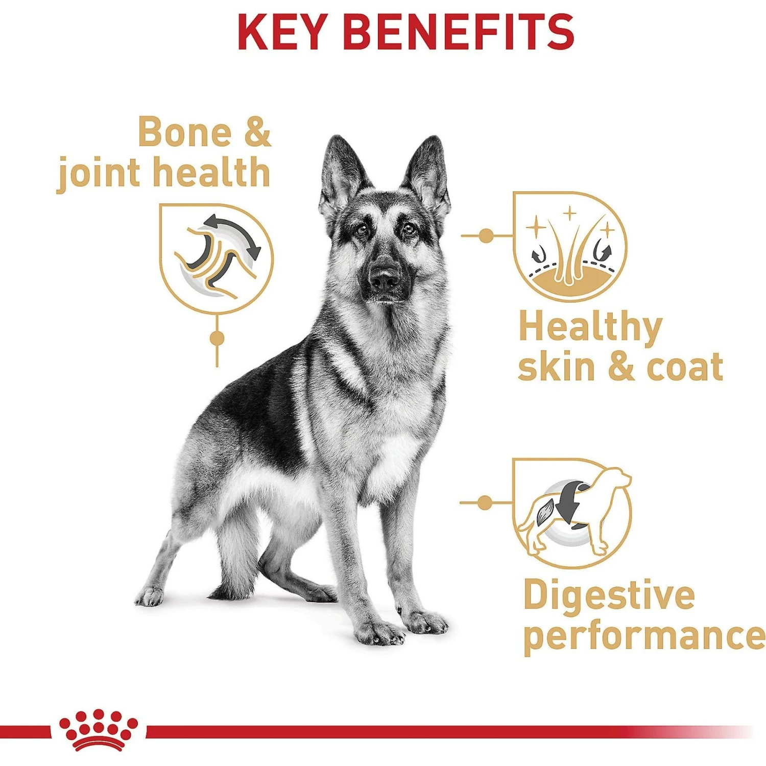 Royal Canin Breed Health Nutrition German Shepherd Adult Dry Dog Food 7 Royal Canin Breed Health Nutrition German Shepherd Adult Dry Dog Food - Image 5