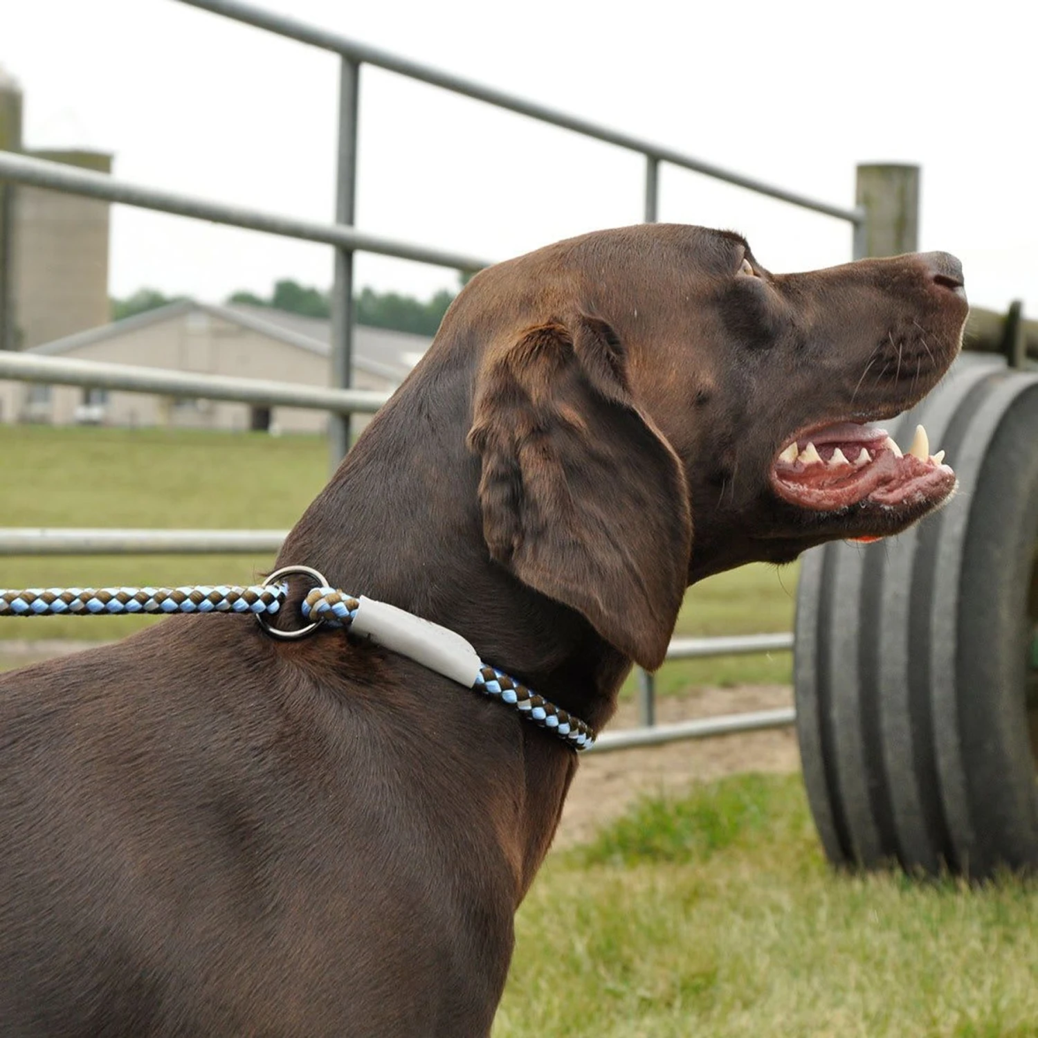 K9 Explorer Reflective Braided Rope Slip Dog Leash 5 K9 Explorer Reflective Braided Rope Slip Dog Leash - Image 3