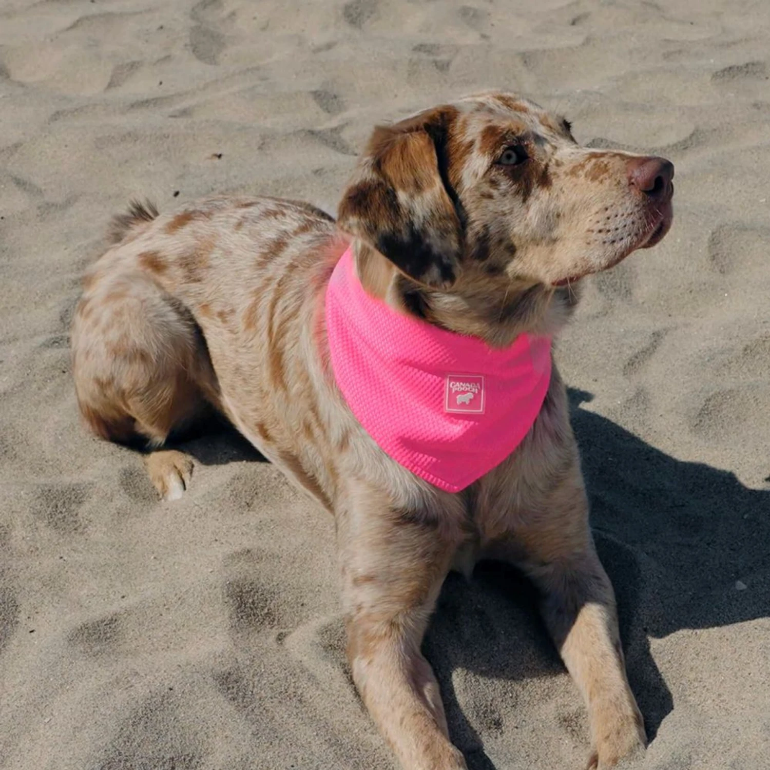 Canada Pooch Chill Seeker Cooling Dog Bandana 6 Canada Pooch Chill Seeker Cooling Dog Bandana - Image 4