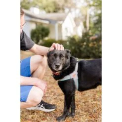 Doggy Tales Step In V Dog Harness 8 Doggy Tales Step In V Dog Harness -Blue Buffalo Shop 787590 PT3. AC SS1800 V1678313264