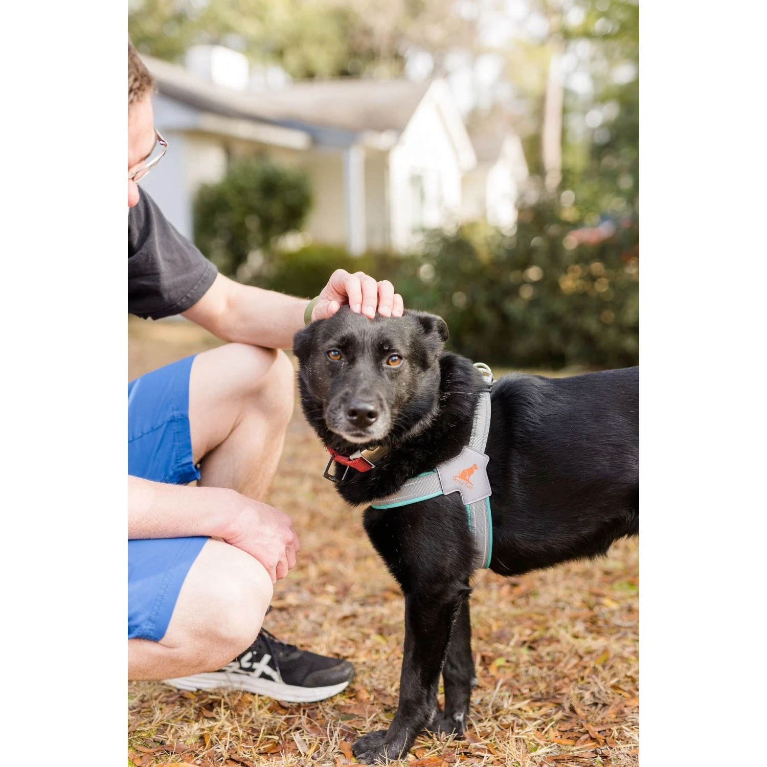 Doggy Tales Step In V Dog Harness 5 Doggy Tales Step In V Dog Harness - Image 3