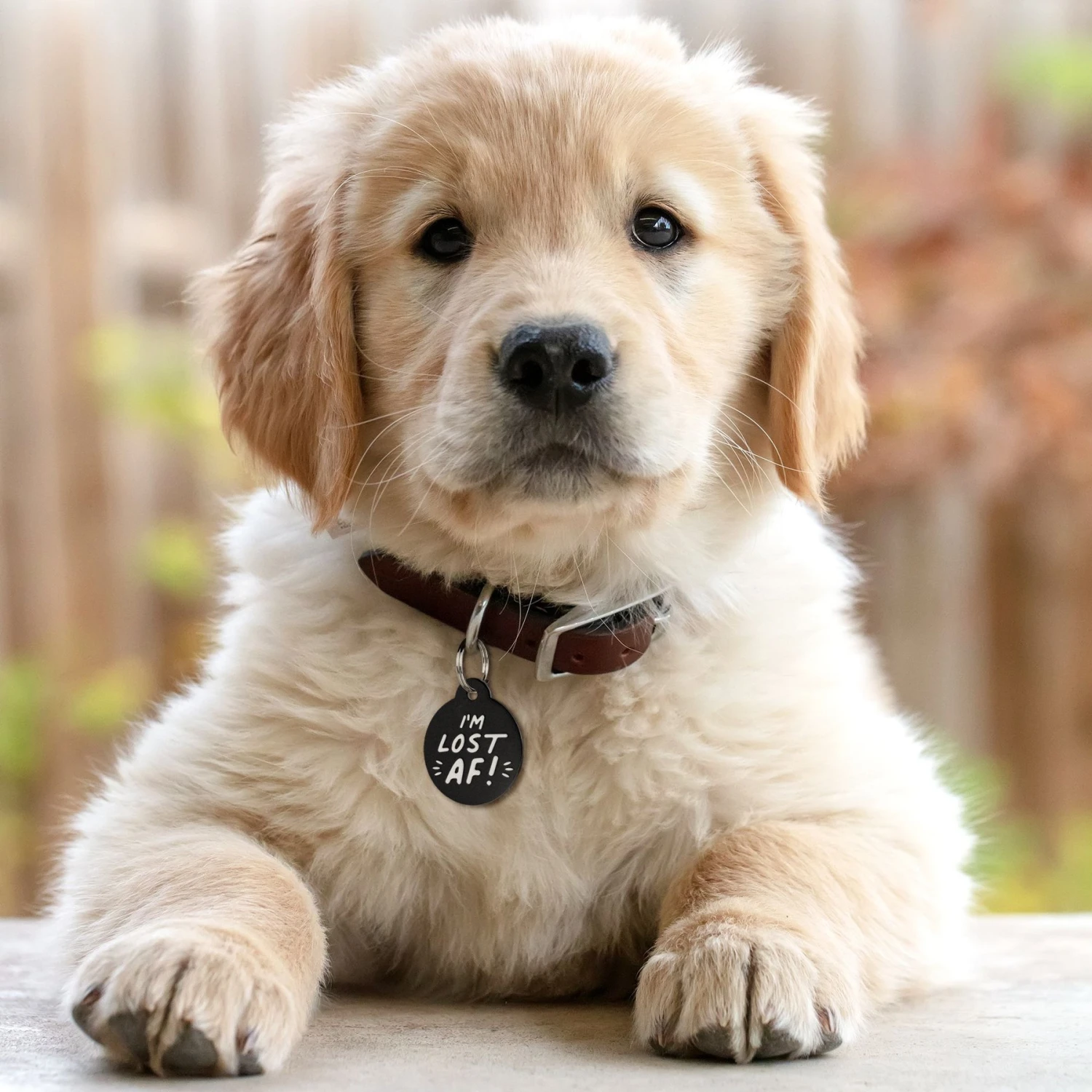 GoTags I'm Lost AF! Bone Personalized Dog ID Tag 5 GoTags I'm Lost AF! Bone Personalized Dog ID Tag - Image 3