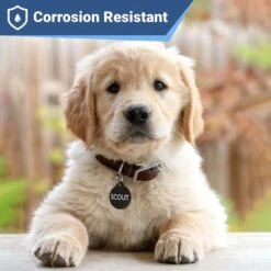 GoTags Black Steel Round Personalized Dog & Cat ID Tag -Blue Buffalo Shop 790654 PT1. AC SS1800 V1687459862