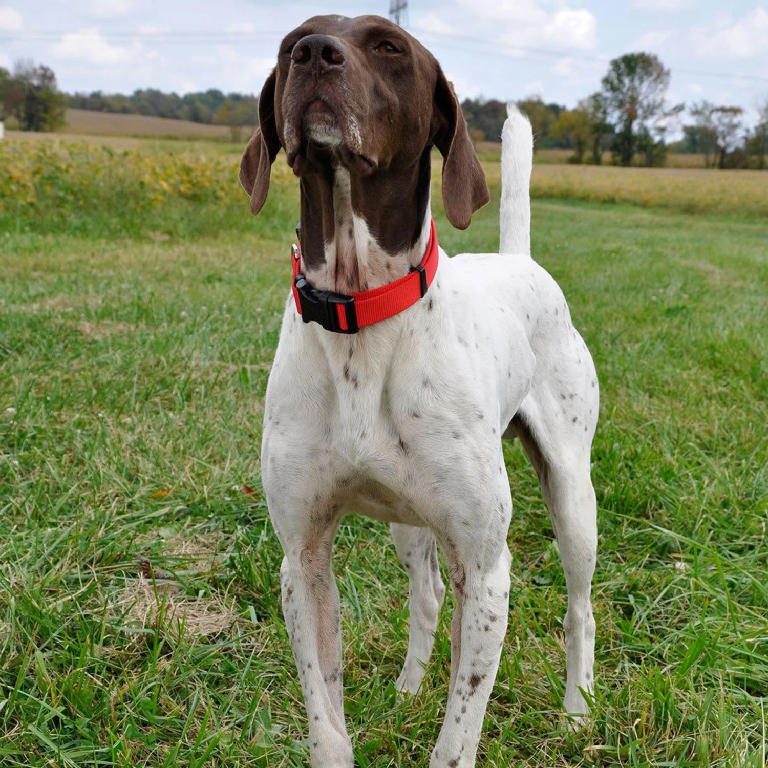 SecureAway Dog Flea Collar Protector & Seresto Flea & Tick Collar For Dogs, Up To 18 Lbs 7 SecureAway Dog Flea Collar Protector & Seresto Flea & Tick Collar For Dogs, Up To 18 Lbs - Image 5