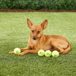 Hyper Pet K9 Kannon Mini K2 Dog Toy 13 Hyper Pet K9 Kannon Mini K2 Dog Toy -Blue Buffalo Shop 80076 PT2. AC SS1800 V1489184698