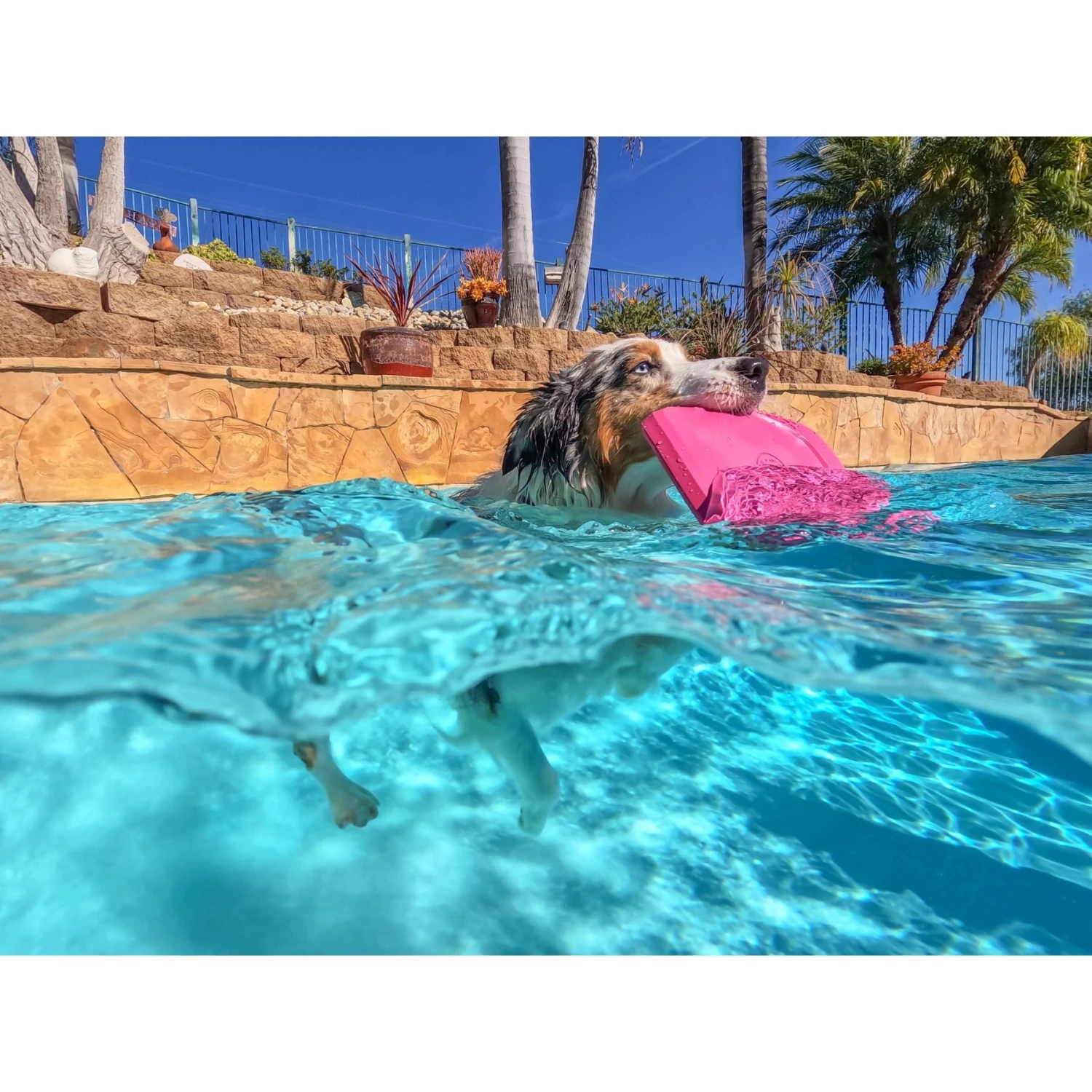 Project Hive Pet Company Hive Wild Berry Scented Disc & Lick Mat Dog Toy, Pink 9 Project Hive Pet Company Hive Wild Berry Scented Disc & Lick Mat Dog Toy, Pink - Image 7