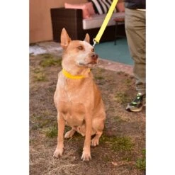 Mimi Green Waterproof Leather Martingale Dog Collar With Personalized ID Tag 9 Mimi Green Waterproof Leather Martingale Dog Collar With Personalized ID Tag -Blue Buffalo Shop 814478 PT2. AC SS1800 V1683293026