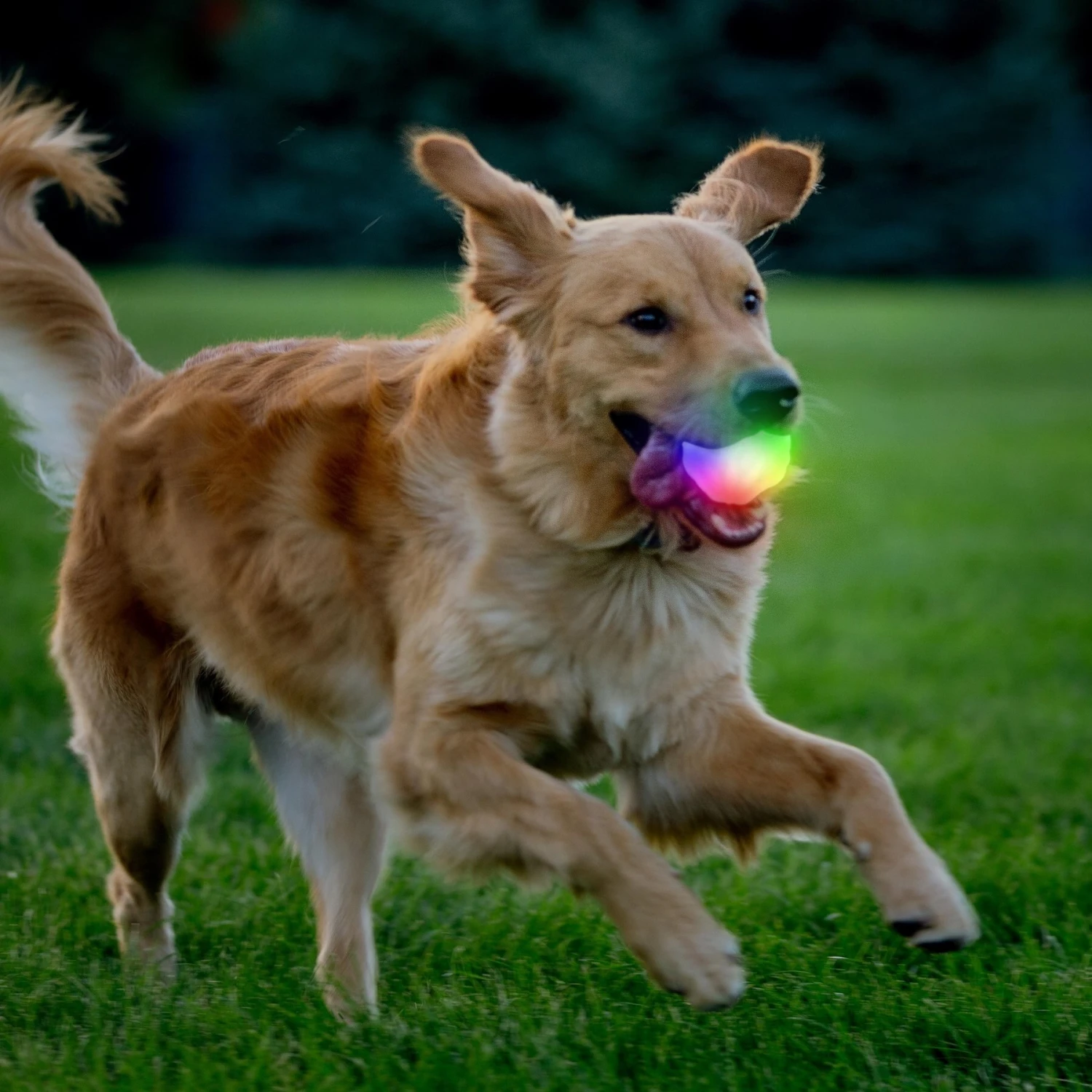 Nite Ize GlowStreak Wild LED Ball-Disc-O Dog Toy 4 Nite Ize GlowStreak Wild LED Ball-Disc-O Dog Toy - Image 2