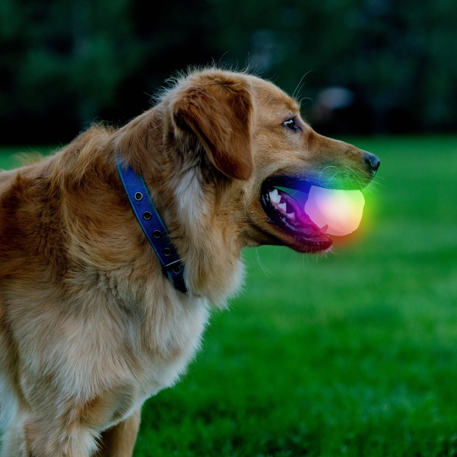 Nite Ize GlowStreak Wild LED Ball-Disc-O Dog Toy 9 Nite Ize GlowStreak Wild LED Ball-Disc-O Dog Toy - Image 7