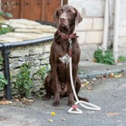 HUGO & HUDSON Suede Leather Dog Leash -Blue Buffalo Shop 821966 PT1. AC SS1800 V1680890206