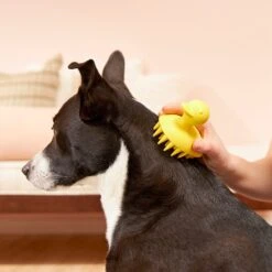 Buddy Wash Relaxing Green Tea & Bergamot Dog Shampoo & Conditioner & Frisco Rubber Duckie Dog & Cat Curry Brush -Blue Buffalo Shop 826422 PT7. AC SS1800 V1681332439