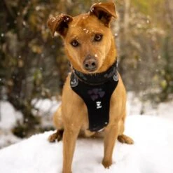 Hurtta Weekend Warrior Dog Harness, Raven -Blue Buffalo Shop 838294 PT3. AC SS1800 V1682346384