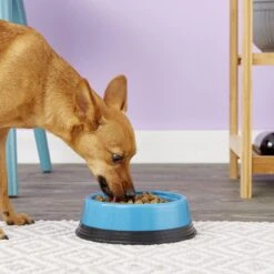 JW Pet Skid Stop Basic Non-Skid Plastic Dog & Cat Bowl, Color Varies -Blue Buffalo Shop 83913 PT8. AC SS1800 V1542654245