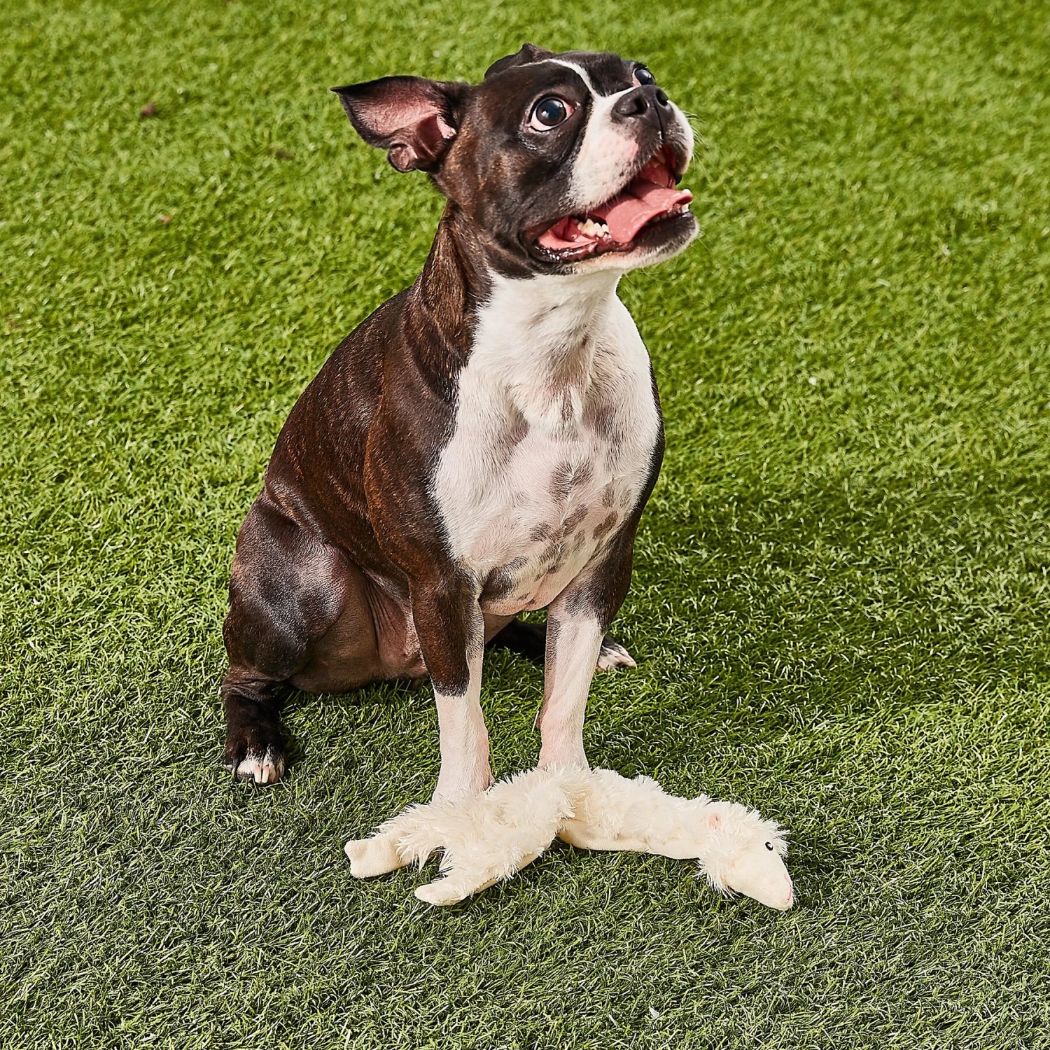 Ethical Pet Skinneeez Crinklers Lamb Stuffing-Free Squeaky Plush Dog Toy 5 Ethical Pet Skinneeez Crinklers Lamb Stuffing-Free Squeaky Plush Dog Toy - Image 3