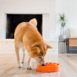 Outward Hound Fun Feeder Interactive Dog Bowl, Orange -Blue Buffalo Shop 85929 PT5. AC SS1800 V1694286712