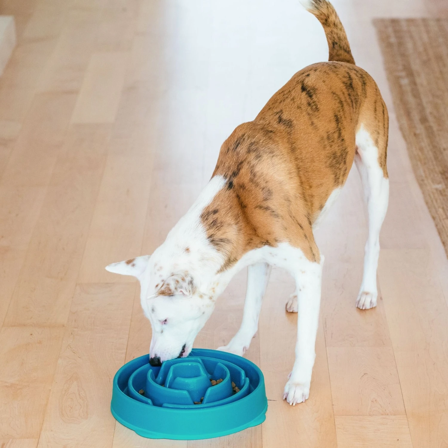 Outward Hound Non-Skid Plastic Slow Feeder Interactive Dog Bowl 8 Outward Hound Non-Skid Plastic Slow Feeder Interactive Dog Bowl - Image 6