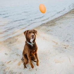 Hound2O Squeaky Football Dog Toy -Blue Buffalo Shop 863590 PT2. AC SS1800 V1687284921