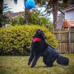 Pet Fit For Life Giant Tennis Ball Dog Toy, Yellow -Blue Buffalo Shop 872422 PT1. AC SS1800 V1686247993