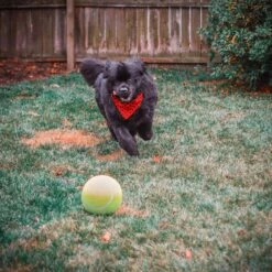 Pet Fit For Life Dog Step-on Sprinkler Dog Toy, Silver -Blue Buffalo Shop 872438 PT6. AC SS1800 V1686246169