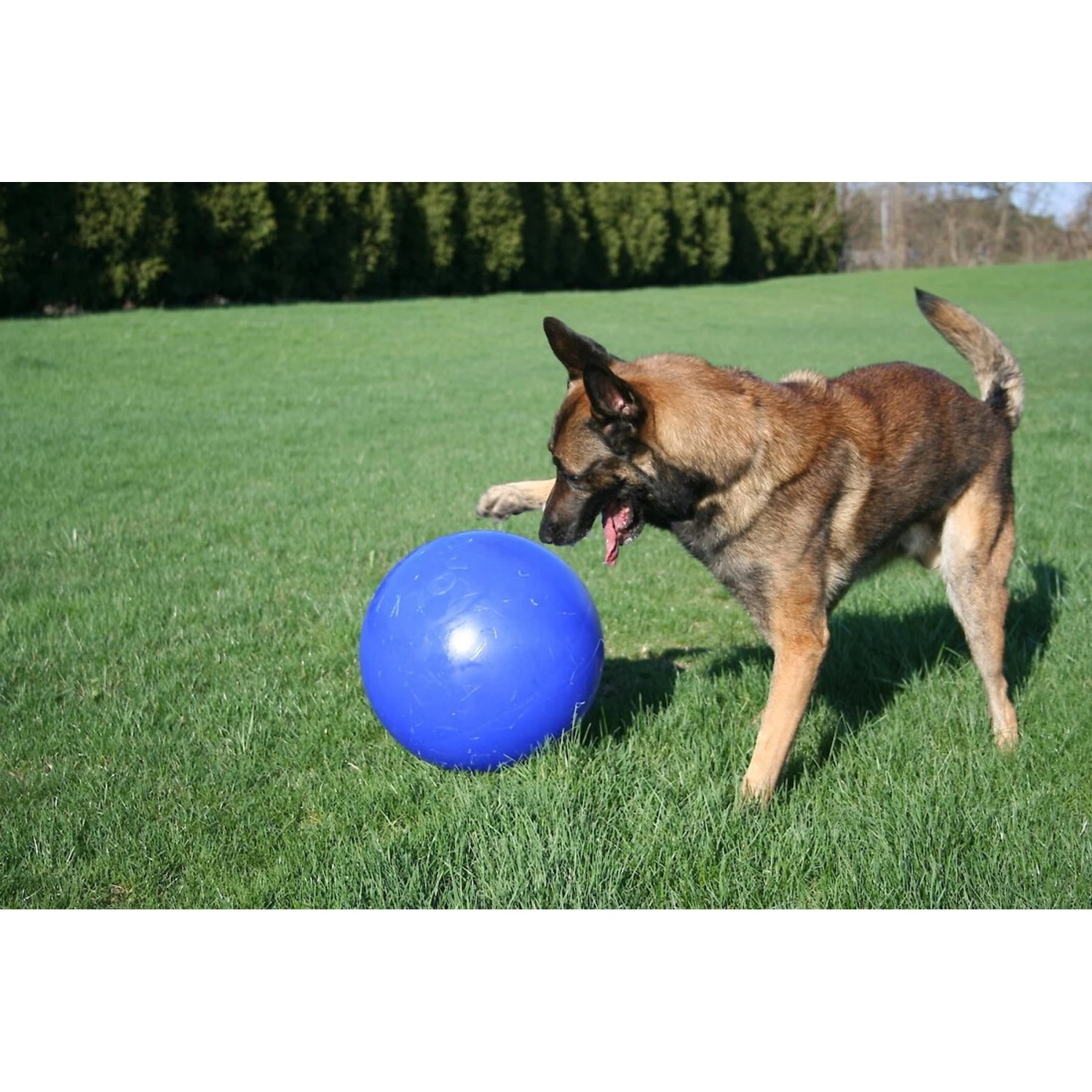 Jolly Pets 14" Push-n-Play Dog Toy 4 Jolly Pets 14" Push-n-Play Dog Toy - Image 2