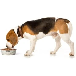 PetRageous Designs Crete Hammered Stainless Steel Dog & Cat Bowl -Blue Buffalo Shop 902294 PT2. AC SS1800 V1689889711