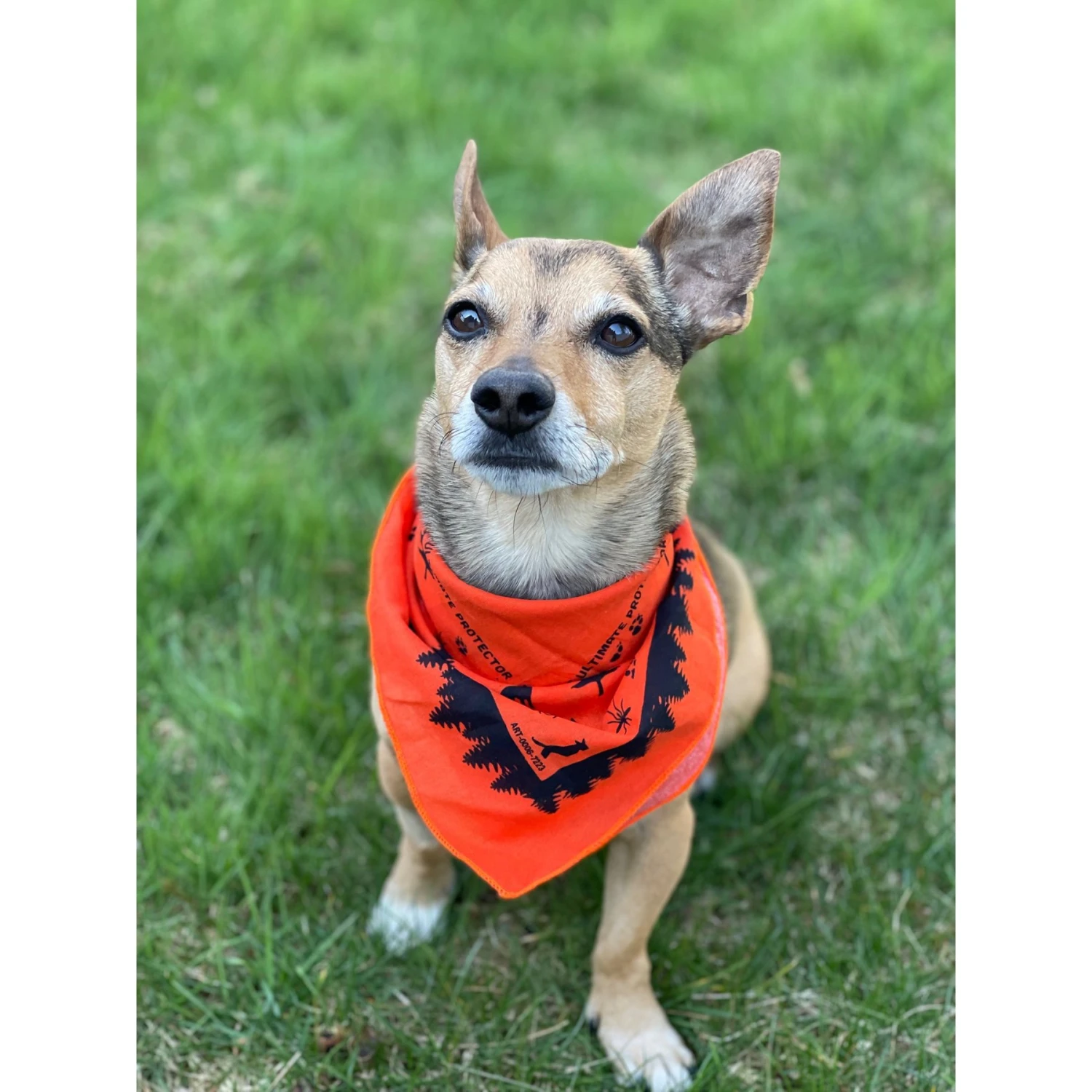 Ben's Insect Shield Bandana For Dogs 4 Ben's Insect Shield Bandana For Dogs - Image 2